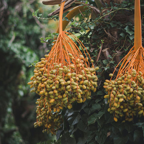 Datteln – das süße Superfood aus der Wüste