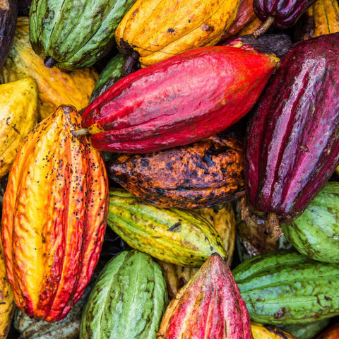 Criollo: Der Champagner des Kakaos