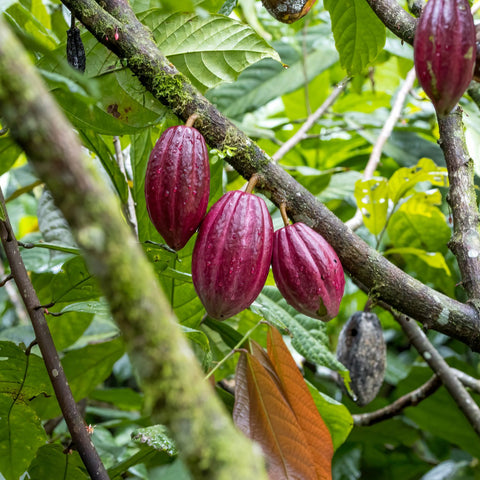 Bio Criollo Kakao Becks Cocoa, 250 g